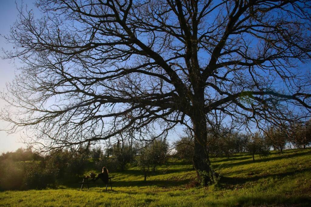 Osteria Delle Noci La Casina Della Quercia, Your Tuscan Oak Tree House מראה חיצוני תמונה